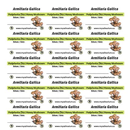 armillaria gallica labels