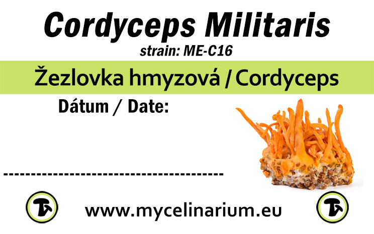 Cordyceps