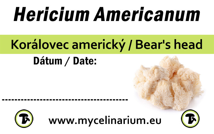 Hericium-americanum