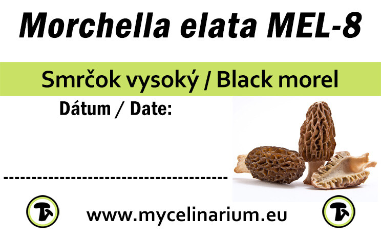 Black morel