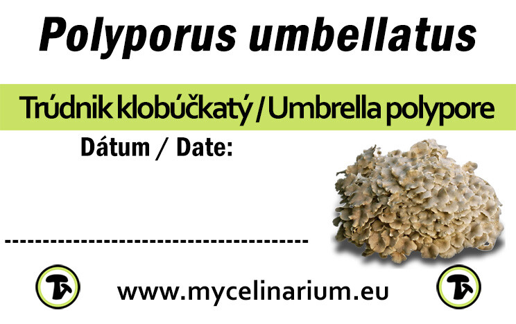 polyporus umbellatus