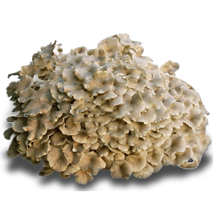 Polyporus umbelatus