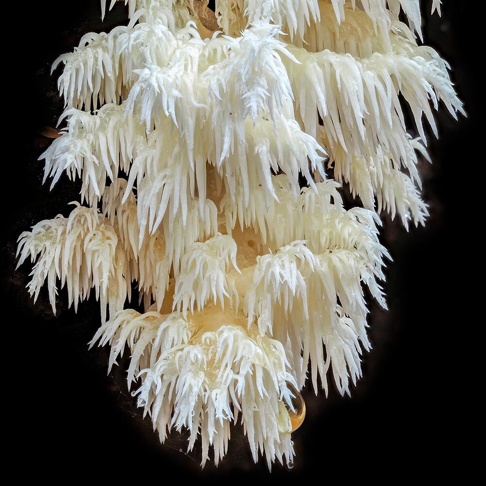 hericium coralloides