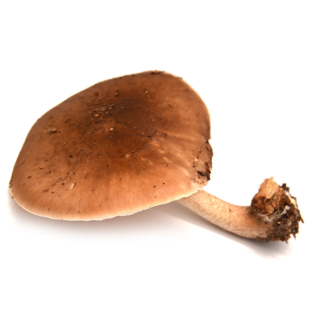 Pluteus cervinus