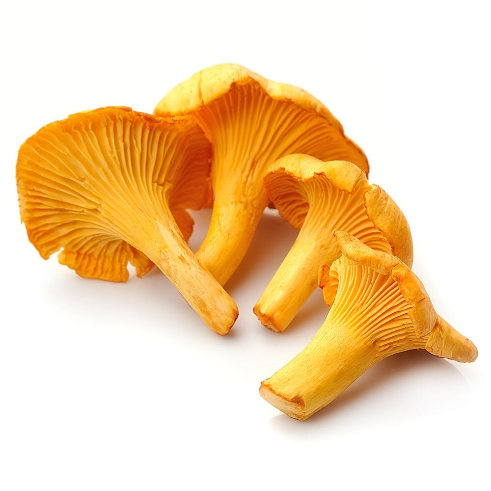 Golden chanterelle