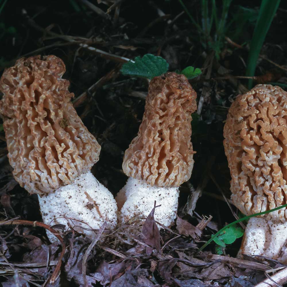 Blistered Morel