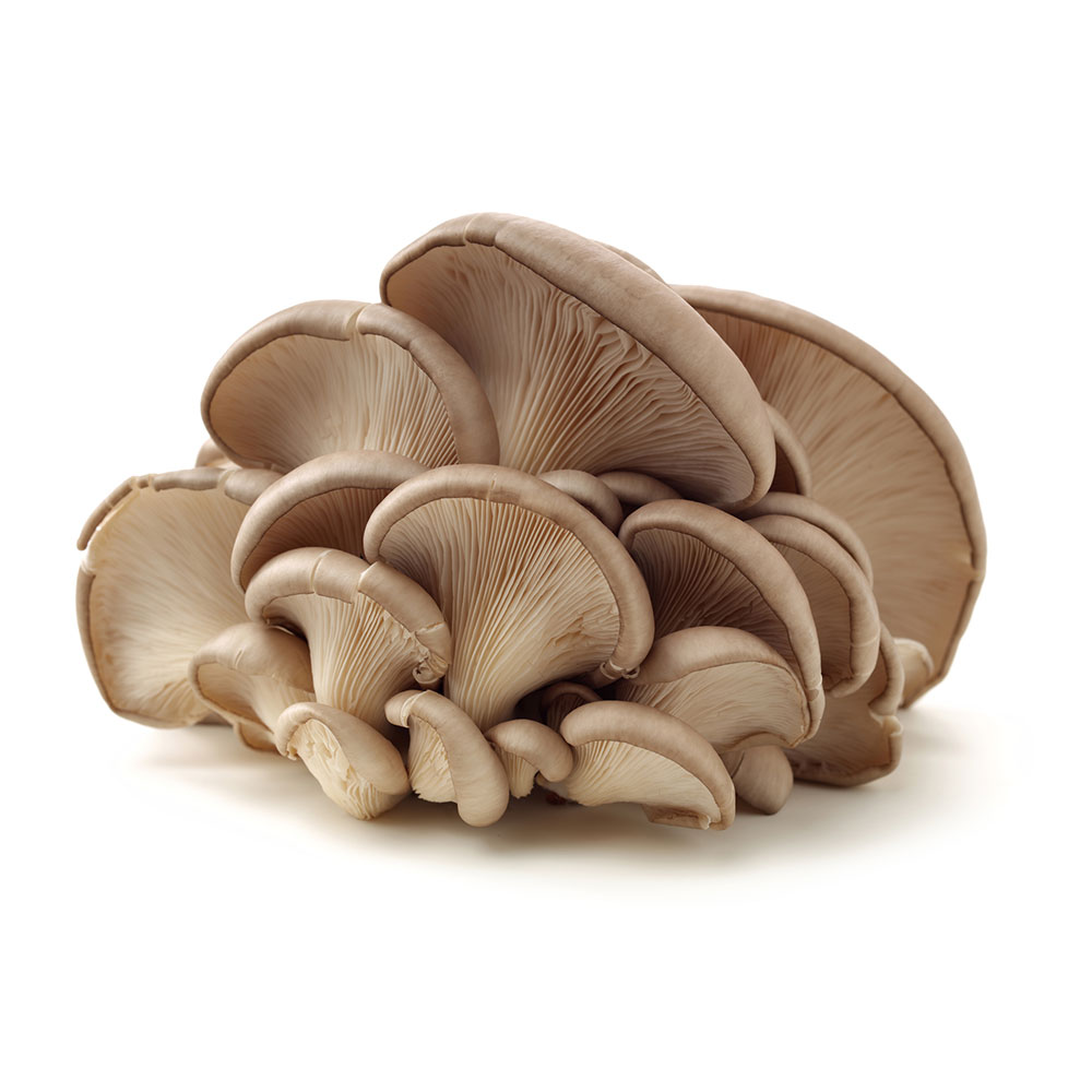 Oyster mushroom king of pearl