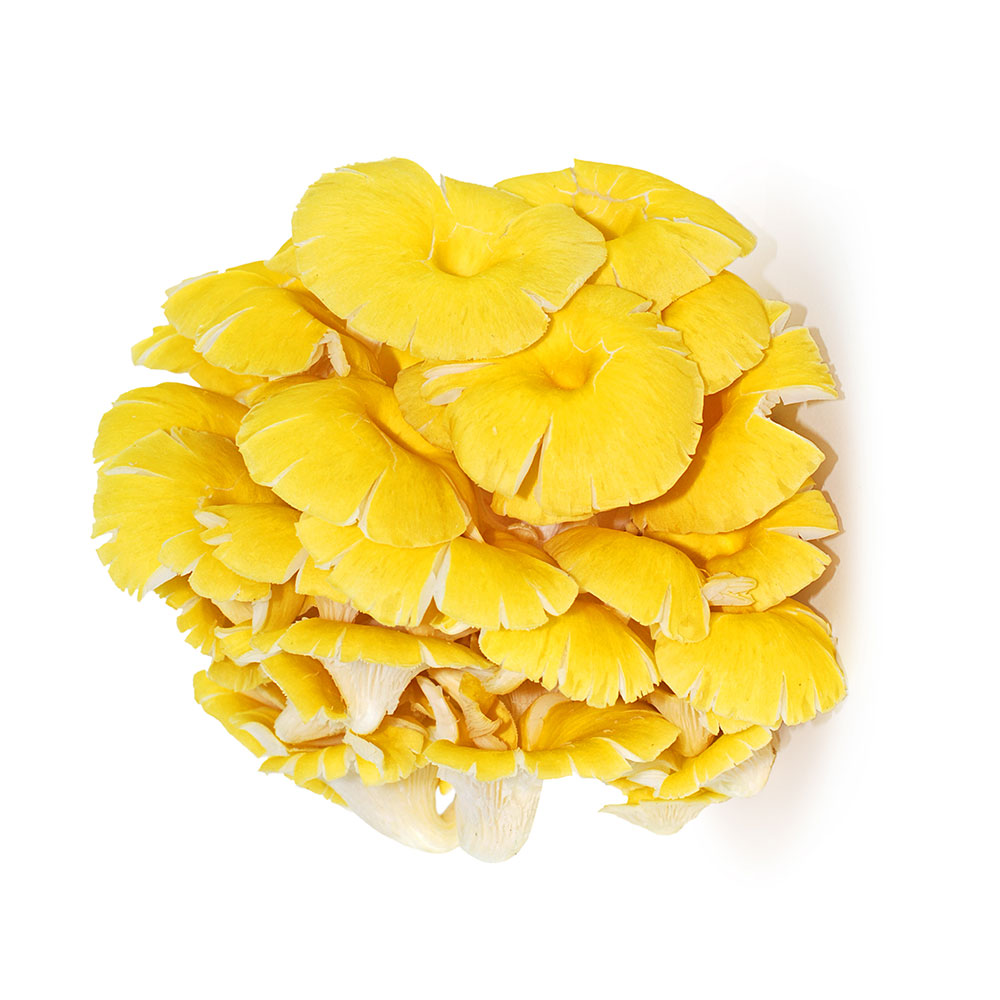 Golden oyster mushroom